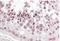 PATJ Crumbs Cell Polarity Complex Component antibody, NB100-1354, Novus Biologicals, Immunohistochemistry frozen image 