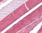 ADAM Metallopeptidase Domain 15 antibody, NBP1-31526, Novus Biologicals, Immunohistochemistry frozen image 