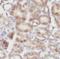 NF-kappa-B inhibitor alpha antibody, FNab04196, FineTest, Immunohistochemistry paraffin image 