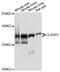 Cytoplasmic Linker Associated Protein 2 antibody, STJ23151, St John