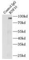 Ring Finger Protein 10 antibody, FNab07335, FineTest, Immunoprecipitation image 