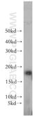 GABA Type A Receptor Associated Protein Like 1 antibody, 18721-1-AP, Proteintech Group, Western Blot image 