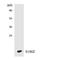 S100 Calcium Binding Protein Z antibody, LS-C200639, Lifespan Biosciences, Western Blot image 