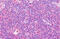 Olfactomedin Like 2B antibody, MBS248408, MyBioSource, Immunohistochemistry frozen image 