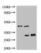 GFP antibody, CSB-MA000051M0m, Cusabio, Immunoprecipitation image 