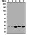 G Protein Subunit Beta 1 Like antibody, orb412658, Biorbyt, Western Blot image 