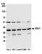 Ras suppressor protein 1 antibody, A305-423A, Bethyl Labs, Western Blot image 