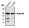 Protein naked cuticle homolog 1 antibody, PA5-17389, Invitrogen Antibodies, Western Blot image 