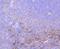 Alpha-2-Macroglobulin antibody, NBP2-67137, Novus Biologicals, Immunohistochemistry paraffin image 