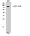 Transferrin Receptor antibody, STJ90889, St John