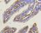 Protein Kinase C Alpha antibody, NBP2-67457, Novus Biologicals, Immunohistochemistry paraffin image 