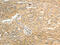 Aldo-Keto Reductase Family 1 Member C1 antibody, CSB-PA188838, Cusabio, Immunohistochemistry frozen image 