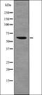 Collapsin Response Mediator Protein 1 antibody, orb336081, Biorbyt, Western Blot image 
