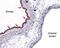 Sphingosine-1-Phosphate Receptor 2 antibody, PA5-77743, Invitrogen Antibodies, Immunohistochemistry paraffin image 