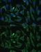 Argonaute RISC Catalytic Component 2 antibody, GTX32577, GeneTex, Immunofluorescence image 