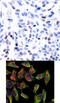 Nuclear Factor Kappa B Subunit 2 antibody, 79-265, ProSci, Immunofluorescence image 