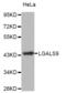 Galectin 9 antibody, abx004791, Abbexa, Western Blot image 
