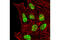 ASH2 Like, Histone Lysine Methyltransferase Complex Subunit antibody, 5019S, Cell Signaling Technology, Immunofluorescence image 