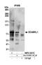 Doublecortin Like Kinase 1 antibody, NBP2-36420, Novus Biologicals, Western Blot image 