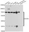 C-X-C Motif Chemokine Receptor 4 antibody, STJ23304, St John
