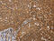 FKBP Prolyl Isomerase 8 antibody, CSB-PA990771, Cusabio, Immunohistochemistry paraffin image 