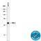 IPF1 antibody, AF2517, R&D Systems, Western Blot image 