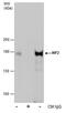 Inverted Formin, FH2 And WH2 Domain Containing antibody, PA5-78560, Invitrogen Antibodies, Immunoprecipitation image 