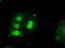 Baculoviral IAP Repeat Containing 7 antibody, LS-C114839, Lifespan Biosciences, Immunofluorescence image 