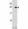 Activating Transcription Factor 3 antibody, F44888-0.4ML, NSJ Bioreagents, Western Blot image 