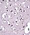 Lipoprotein Lipase antibody, PA5-71881, Invitrogen Antibodies, Immunohistochemistry paraffin image 