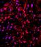 Collagen Type V Alpha 1 Chain antibody, orb10443, Biorbyt, Immunofluorescence image 