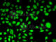 Periplakin antibody, A6950, ABclonal Technology, Immunofluorescence image 