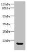 Beta-defensin 14 antibody, orb240854, Biorbyt, Western Blot image 