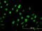 GA Binding Protein Transcription Factor Subunit Alpha antibody, H00002551-M04, Novus Biologicals, Immunofluorescence image 