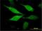 Axin Interactor, Dorsalization Associated antibody, H00064853-M01, Novus Biologicals, Immunofluorescence image 