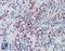 Golgi Glycoprotein 1 antibody, LS-A8153, Lifespan Biosciences, Immunohistochemistry frozen image 
