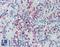 ESL-1 antibody, LS-A8153, Lifespan Biosciences, Immunohistochemistry frozen image 