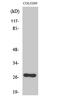 OTU Deubiquitinase, Ubiquitin Aldehyde Binding 2 antibody, GTX34115, GeneTex, Western Blot image 