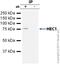 Kntc2 antibody, ab3613, Abcam, Immunoprecipitation image 