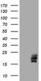 Choriogonadotropin subunit beta antibody, CF801893, Origene, Western Blot image 