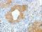 Asparagine Synthetase (Glutamine-Hydrolyzing) antibody, LS-C401414, Lifespan Biosciences, Immunohistochemistry frozen image 