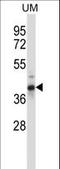 Out At First Homolog antibody, LS-C163093, Lifespan Biosciences, Western Blot image 