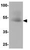 SRY-Box 4 antibody, GTX31613, GeneTex, Western Blot image 
