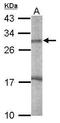 Endonuclease G antibody, GTX114385, GeneTex, Western Blot image 