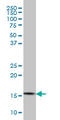 CGG Triplet Repeat Binding Protein 1 antibody, LS-B4470, Lifespan Biosciences, Western Blot image 