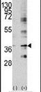 Baculoviral IAP Repeat Containing 7 antibody, PA5-13119, Invitrogen Antibodies, Western Blot image 