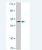 BPI Fold Containing Family A Member 1 antibody, H00051297-M05, Novus Biologicals, Western Blot image 