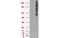 Solute Carrier Family 18 Member A2 antibody, MBS832730, MyBioSource, Western Blot image 