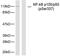 Nuclear factor NF-kappa-B p105 subunit antibody, OAAF07754, Aviva Systems Biology, Western Blot image 