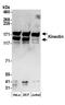 Kinectin 1 antibody, A304-383A, Bethyl Labs, Western Blot image 